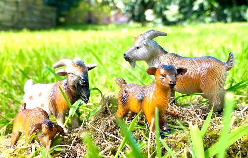 Bounding into Play: The Ultimate Guide to Toys for Goats